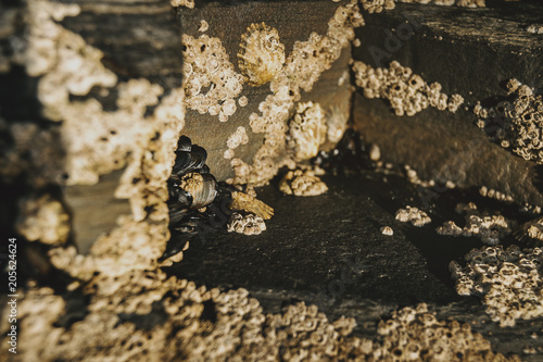 Barnacles on the stones of the beach of Las Catedrales, Spain photo