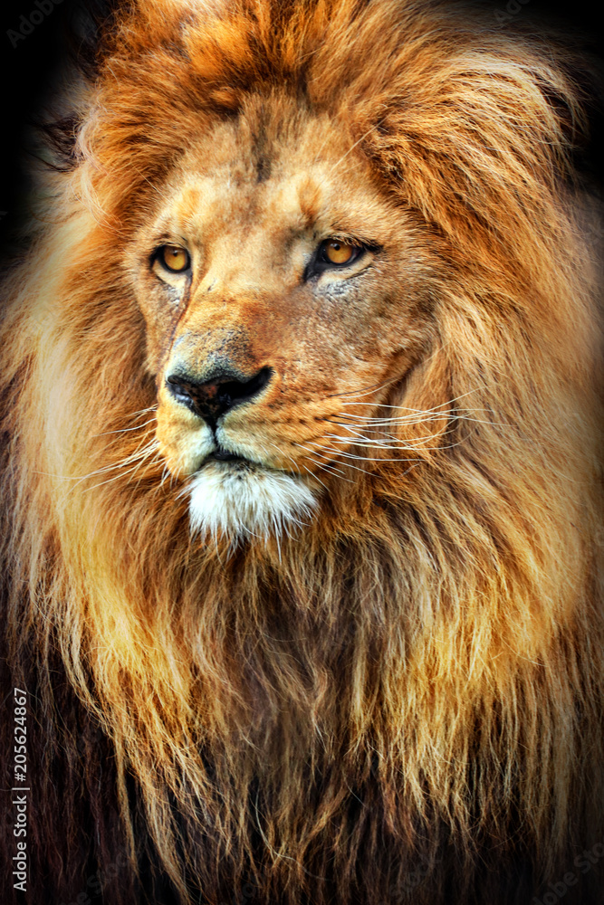 Fototapeta premium Niesamowite zdjęcie lwa z wielką grzywą. Król zwierząt.