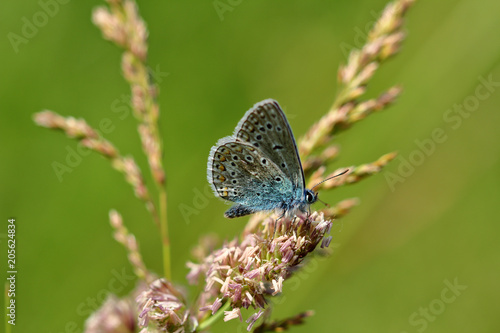 Wallpaper Mural Blue lycaenidae butterfly on the meadow wildplant Torontodigital.ca