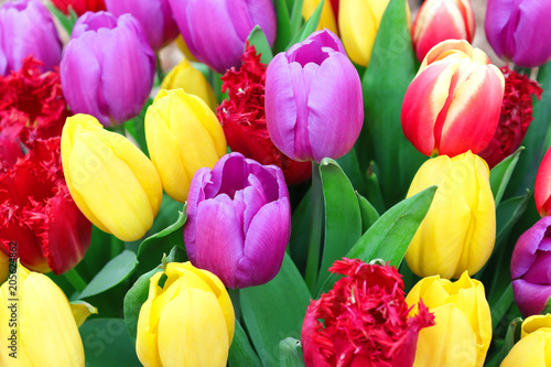 Colour spektrum tulips in spring  romantic garden