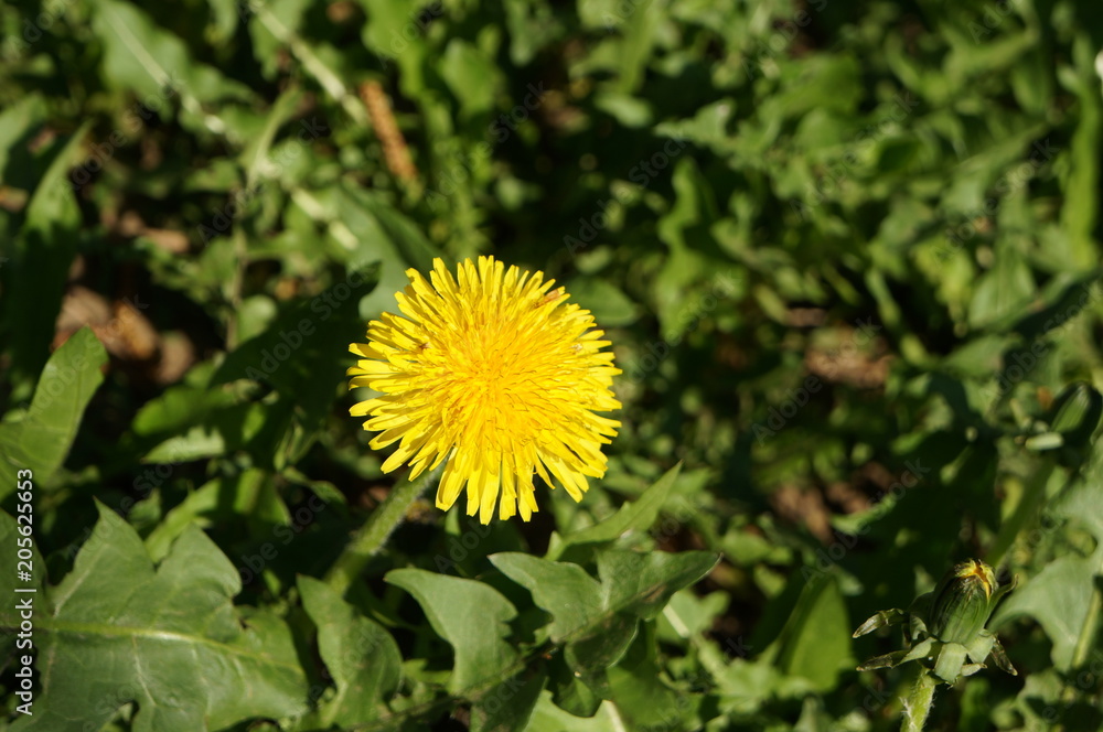blooming dandelion. bright yellow flowers of the medicinal plant in Sunny weather. blooming dandelion. bright yellow flowers of the medicinal plant in Sunny weather.