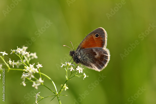 Brown lycaenidae butterfly on the meadow wildplant photo