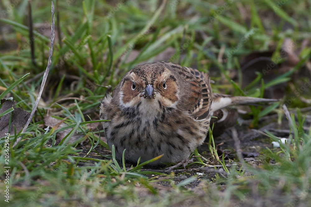 Little bunting (Emberiza pusilla) Little bunting (Emberiza pusilla)