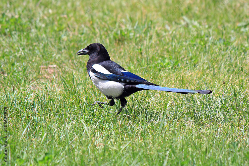 a beauty magpie walks on the grass a beauty magpie walks on the grass