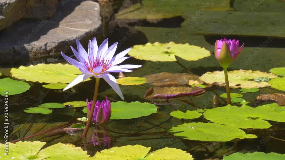 Pink water lily with lotus leaf on pond. Waterlily in garden pond. Beautiful purple lotus, water plant in a lake. Pink water lily with lotus leaf on pond. Waterlily in garden pond. Beautiful purple lotus, water plant in a lake.