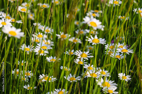 weiße Blumen