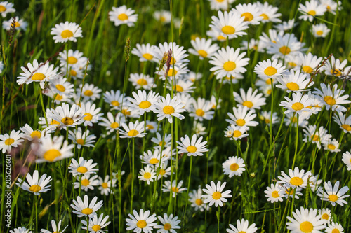 weiße Blumen