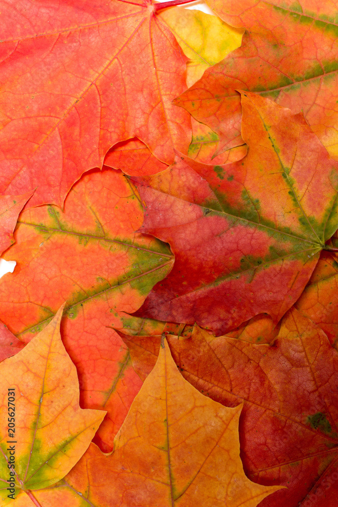 Background of maple leaves Background of maple leaves