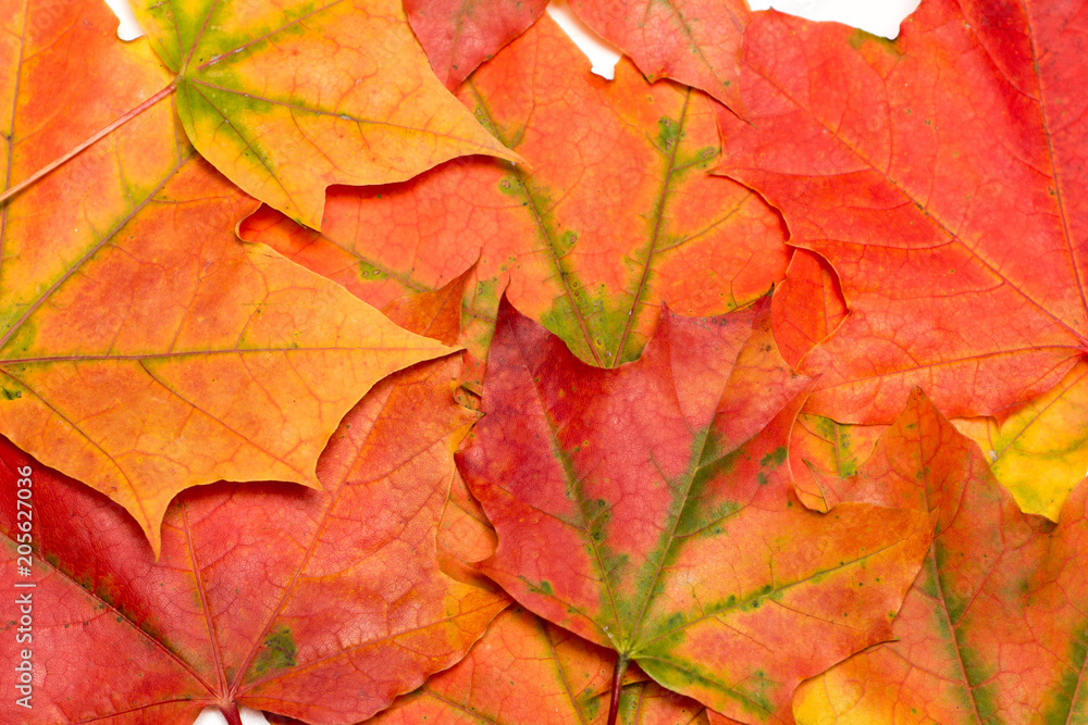 Background of maple leaves Background of maple leaves
