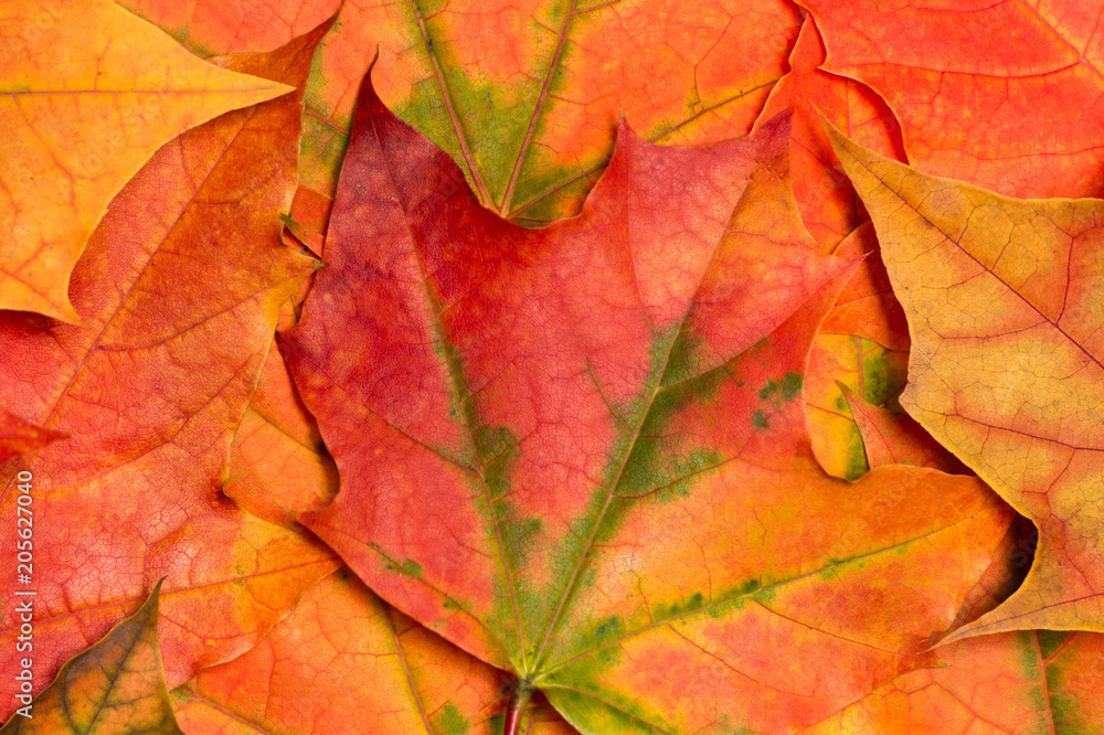 Background of maple leaves Background of maple leaves
