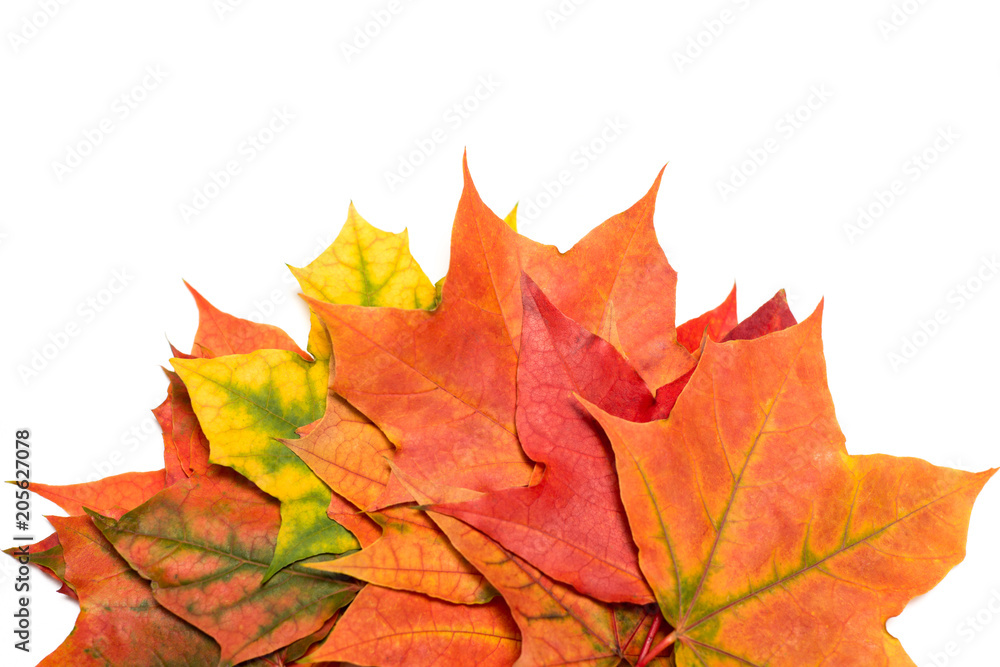 Maple autumn leaf on a white background Maple autumn leaf on a white background