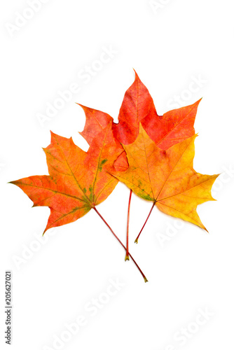 Maple autumn leaf on a white background