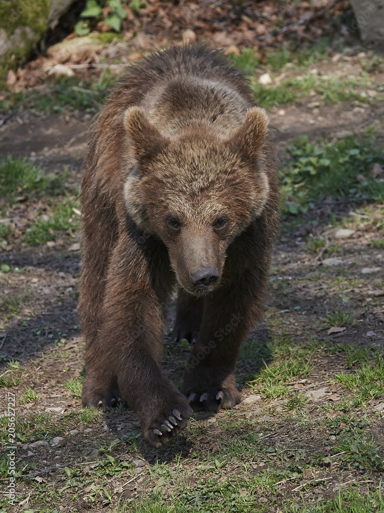 Brown bear (Ursus arctos)