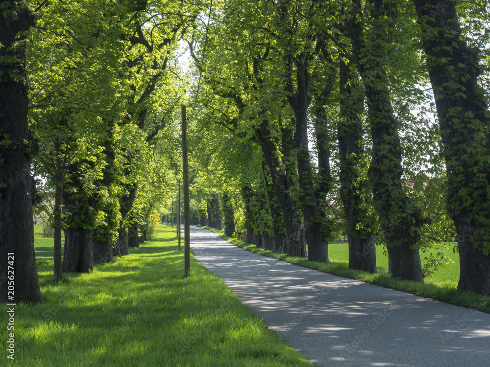 Eine Allee mit großen und alten Kastanienbäumen im Frühling. Aufnahme in Lohmen (Sachsen). Eine Allee mit großen und alten Kastanienbäumen im Frühling. Aufnahme in Lohmen (Sachsen).