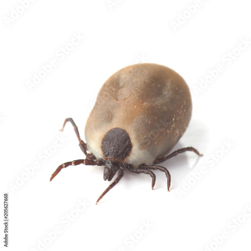 Female of tick isolated on white