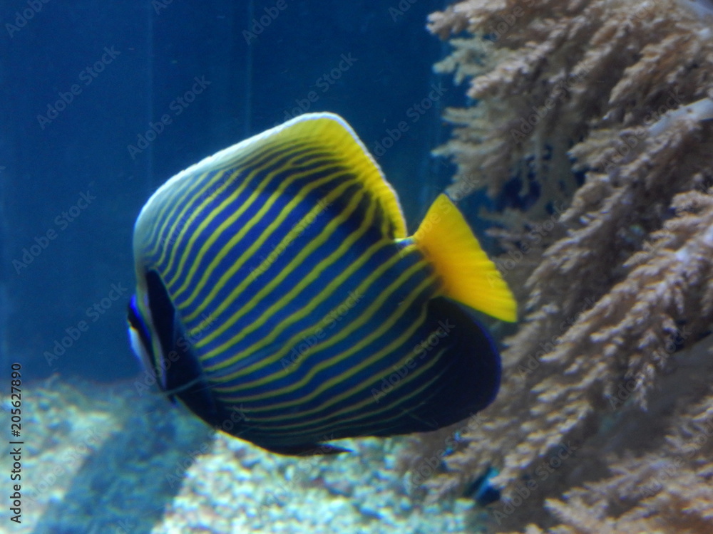 Naklejka premium visita all'acquario di Genova