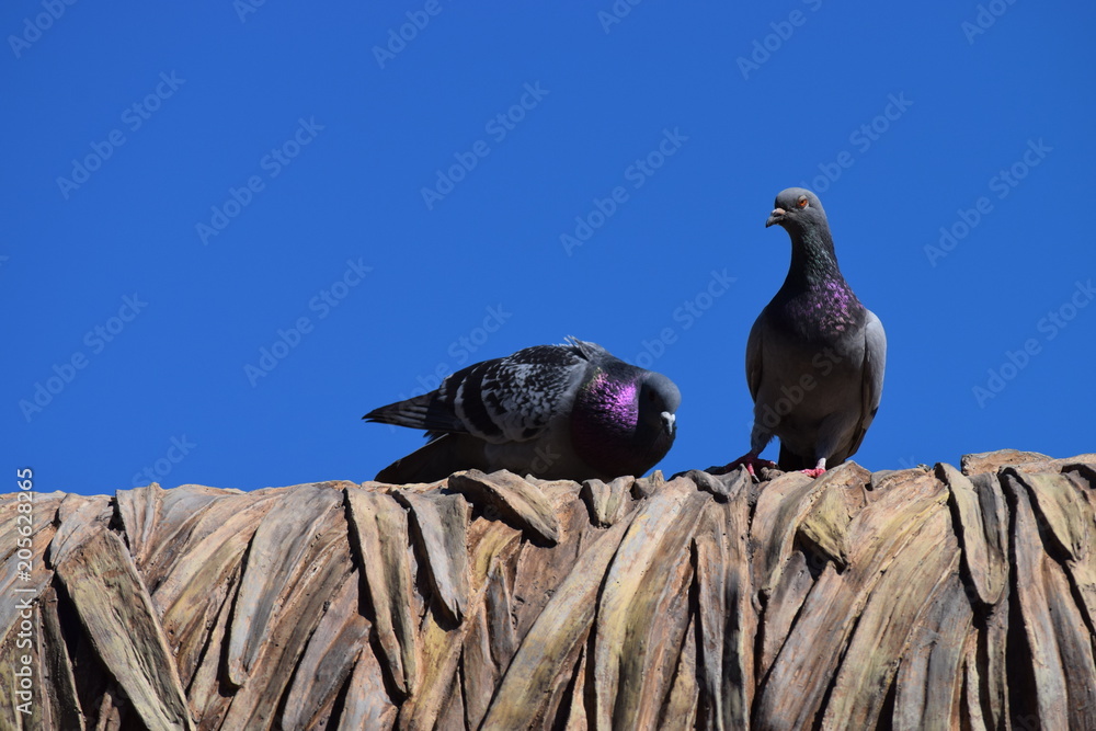 Fototapeta premium 屋根の鳩