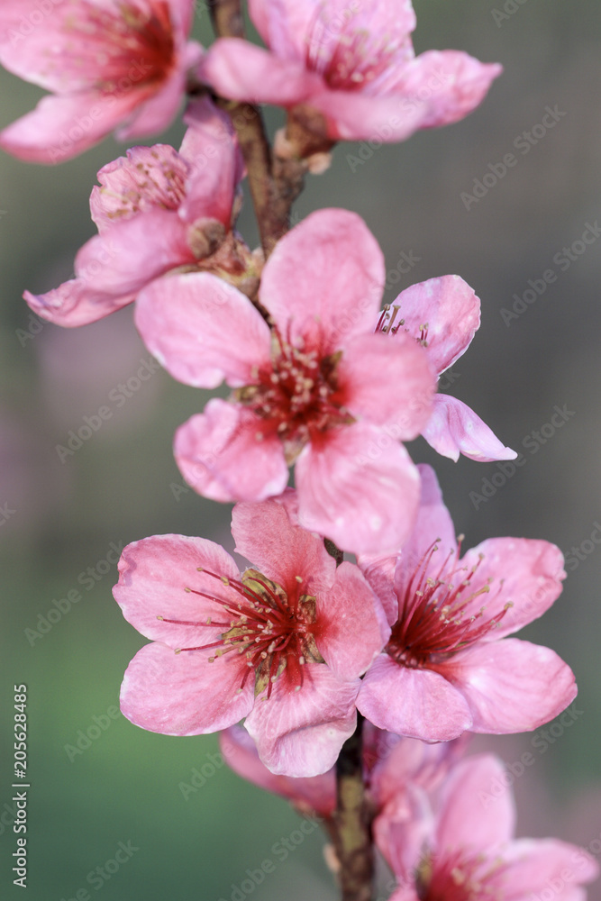 Close up blooming cherry flowers