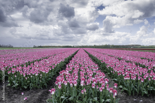 Wallpaper Mural field of tulips Torontodigital.ca