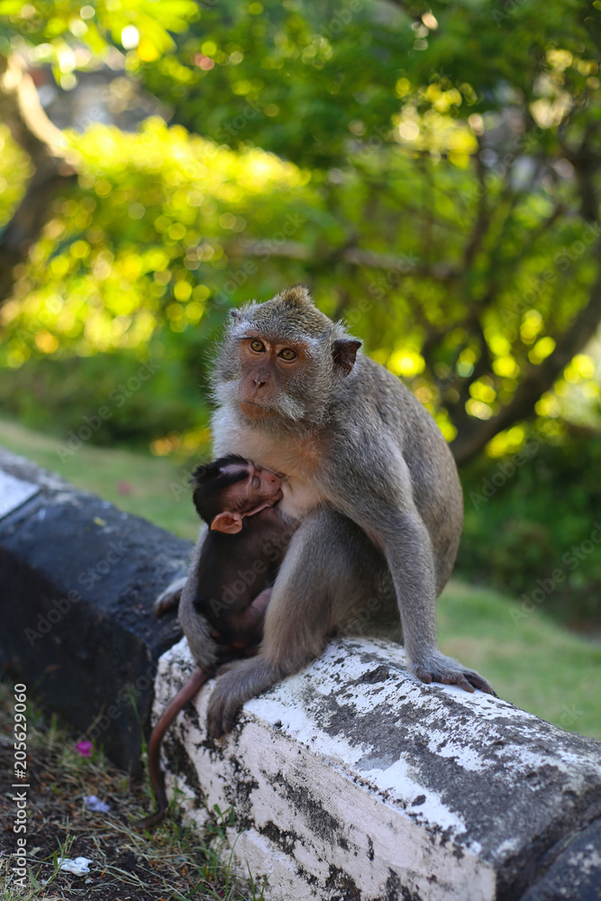 Monkey mommy with child, Monkey island bali.