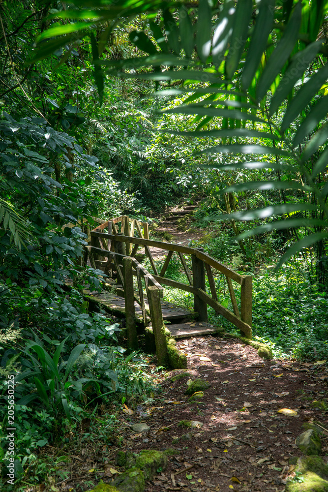 Path with stairs and a bridge in the jungle in middle america. Nicaragua, Mombacho. Path with stairs and a bridge in the jungle in middle america. Nicaragua, Mombacho.