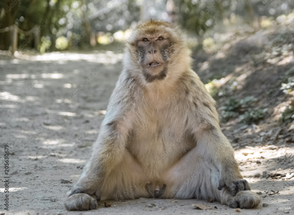 Entspannter Affe sitzt im Schatten