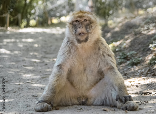Entspannter Affe sitzt im Schatten © Micha Trillhaase