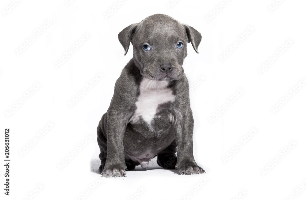Puppy Pitbull American Bully Isolated
