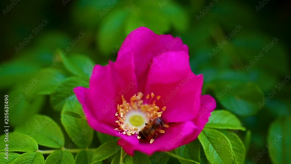 wasp flies over the rose hips and collects pollen wasp flies over the rose hips and collects pollen