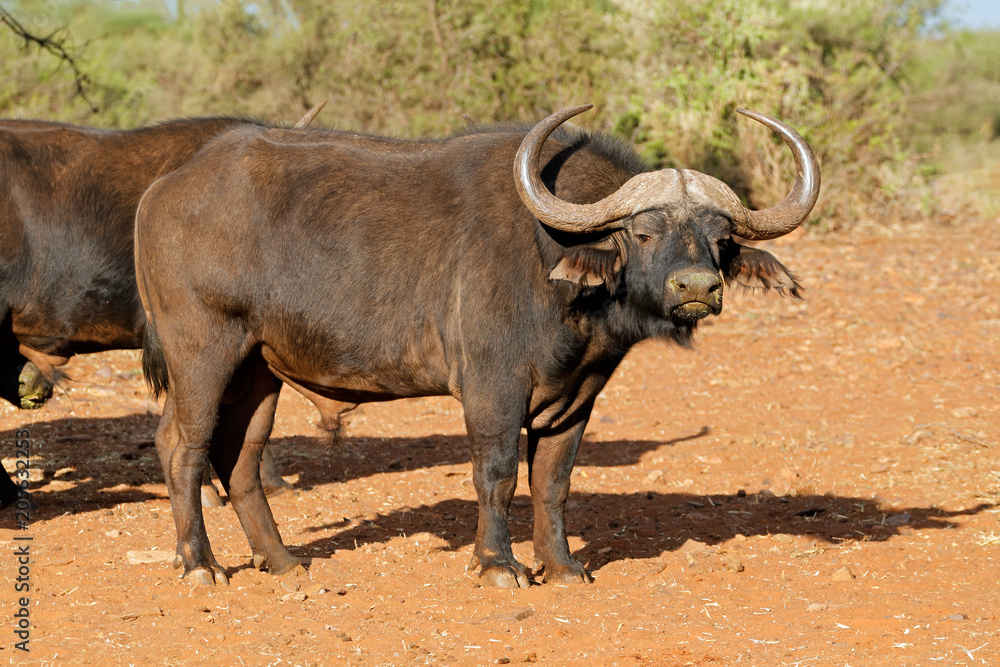 Large male African or Cape buffalo (Syncerus caffer), South Africa. Large male African or Cape buffalo (Syncerus caffer), South Africa.