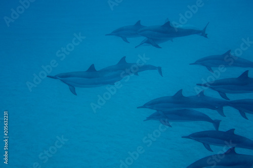 dolphins © PlieDo