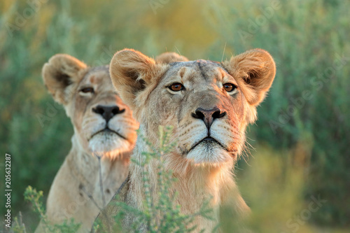 An alert lioness (Panthera leo) looking intently, Kalahari desert, South Africa.