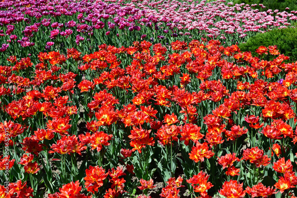 Large flower bed with pink and red tulips terry