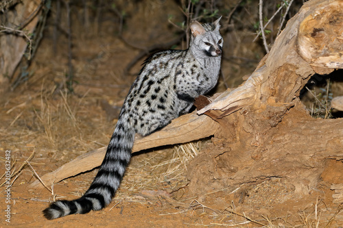 Large-spotted genet  Genetta tigrina  in natural habitat  South Africa .