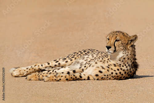 A relaxed cheetah (Acinonyx jubatus) lying down, South Africa.
