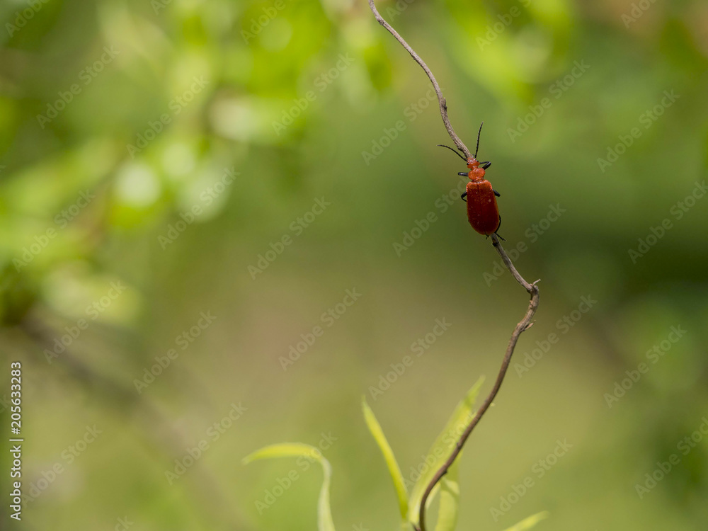 Petit et rouge Petit et rouge