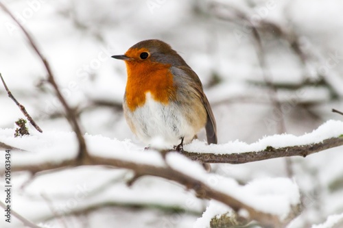 Red Robin in Snow © Richard