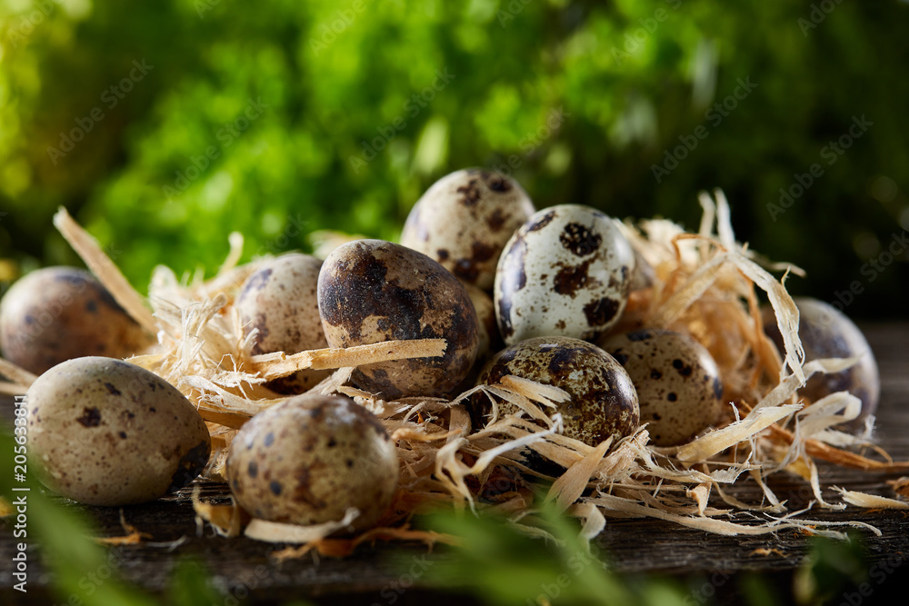 Quail eggs on old brown wooden surface with green blurred natural leaves background, selective focus, close-up Quail eggs on old brown wooden surface with green blurred natural leaves background, selective focus, close-up