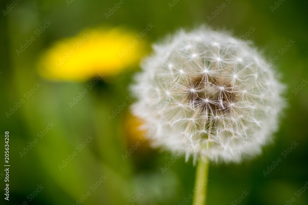 Fototapeta premium schöner Löwenzahn