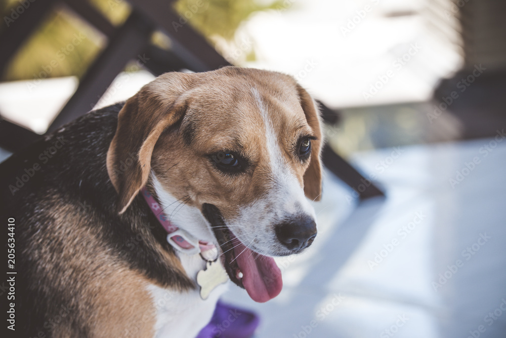 Fototapeta Beagle dog in nature portrait. Beagle female closeup.