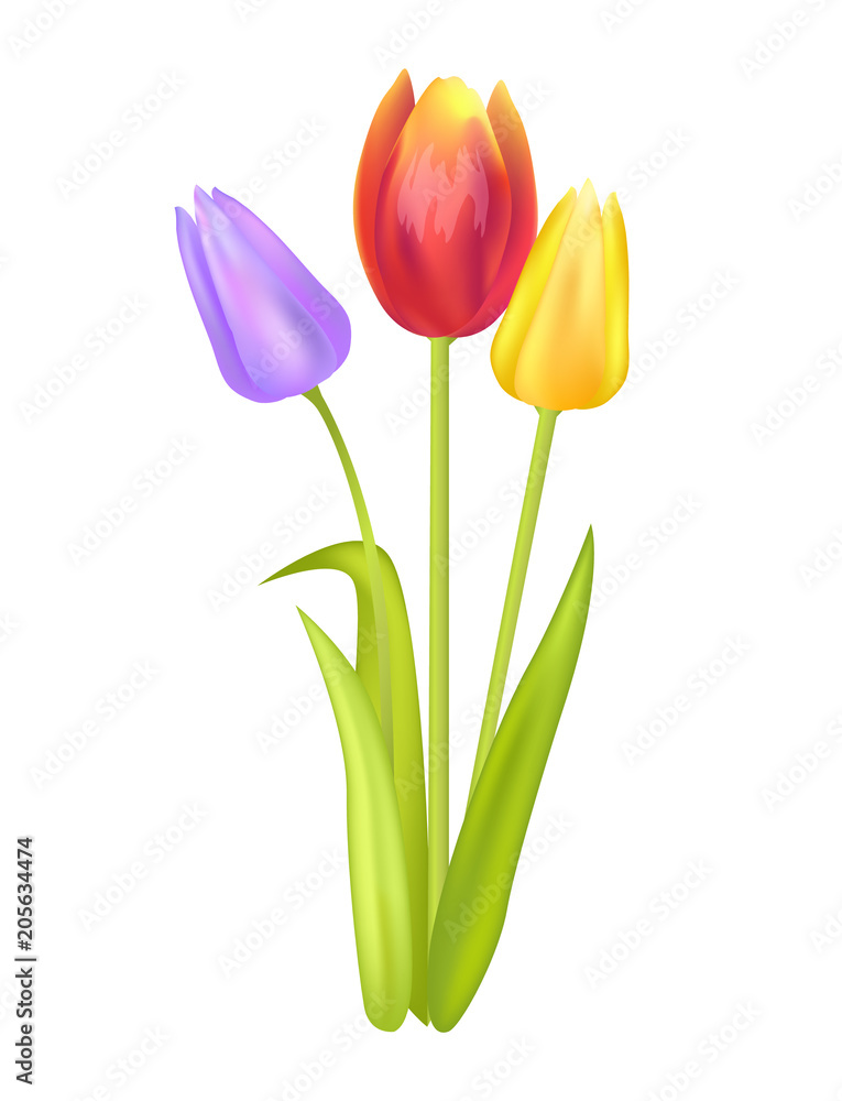 Fototapeta premium Colorful Bouquet with Three Tulips of Multi Color