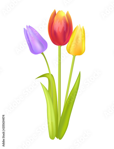 Colorful Bouquet with Three Tulips of Multi Color