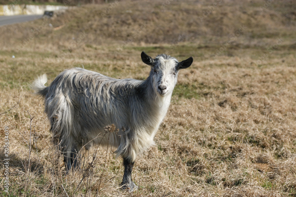 Naklejka premium Goat in the grass in a sunny day
