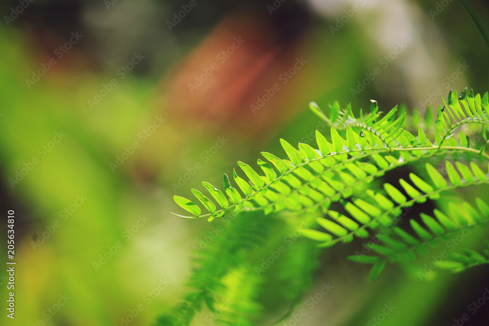 Green leaves of Acacia plant in nature background. Green leaves of Acacia plant in nature background.