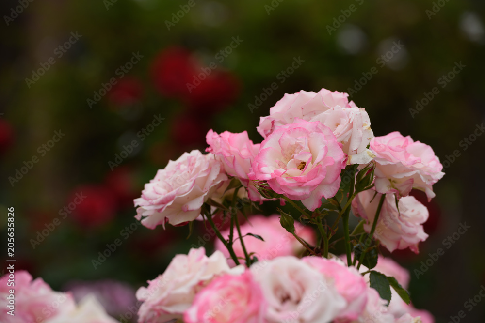 Fototapeta premium 薔薇