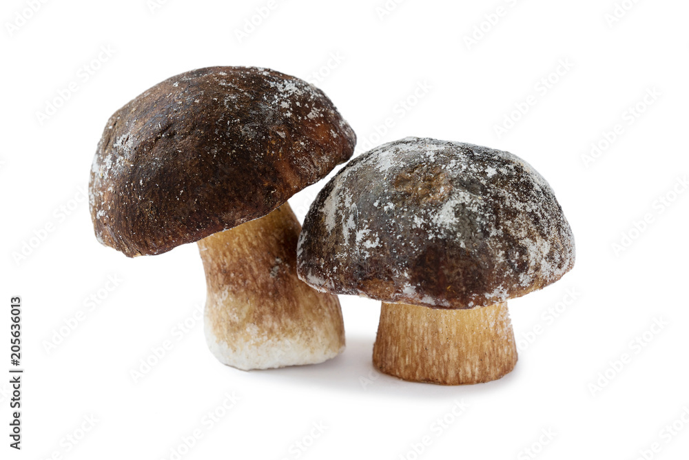 White mushroom (the mushroom king) isolated on a white background. close up. frozen White mushroom (the mushroom king) isolated on a white background. close up. frozen