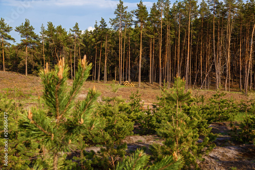 Young pine trees planted on the site of cut trees.Young pines