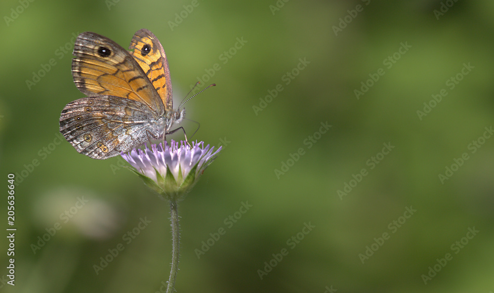 Obraz premium butterfly on flower
