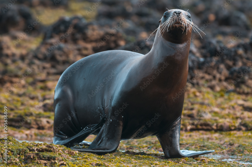 Fototapeta premium Matka i dziecko lew morski, Patagonia
