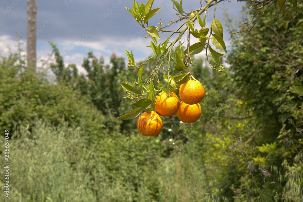 Orange Fruit, Corfu, Greece